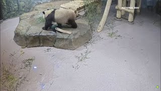 Panda party for Bao Li at Smithsonian Zoo as cub turns 4