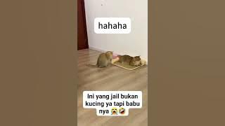 Kucing pemberani bikin ngakak #lucu #funny #ngakak #animals #kucing #automobile #beranda #fyp #oyen