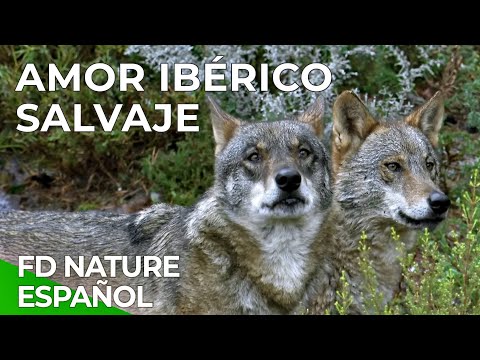 Amor Ibérico Salvaje | Free Documentary Nature - Español documentary thumbnail