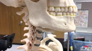 Skeletal Lab Supplement: The Hyoid Bone