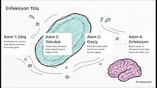 Naegleria Fowleri Beyin Yiyen Amip ve Halk Sağlığı