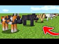 10 FACTS, TRICKS AND HACKS about WOLVES in Minecraft 1.20.5