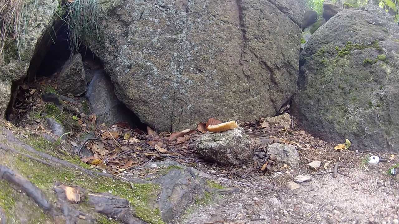 szczurek-youtube