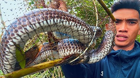 Lần Đầu Tiên Dính Con Này Trong Lờ Cá Quá Khủng 🥶🥶