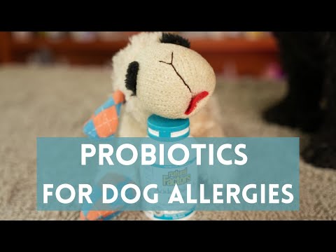 वीडियो: डायरिया और एलर्जी के साथ कुत्तों के लिए सर्वश्रेष्ठ प्रोबायोटिक्स रेटेड (शीर्ष 6)