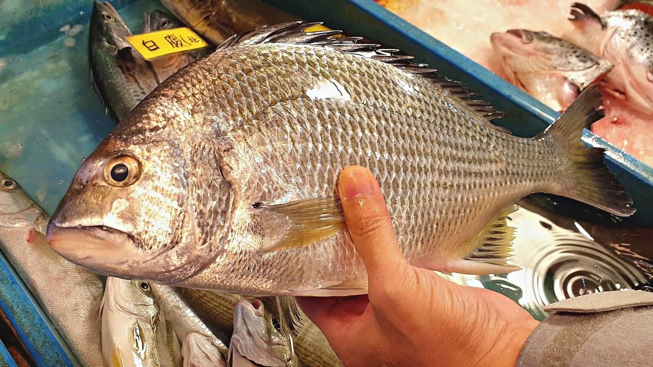 野生黑鯛魚熟成9日做握壽司，看看魚肉的細微變化。