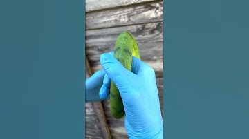 Amazing Anaconda Phase Emerald Tree Boa (Corallus caninus)