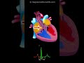 Cardiac Conduction System Electrical Signal Animation with ECG /EKG Waveform Download Mp4