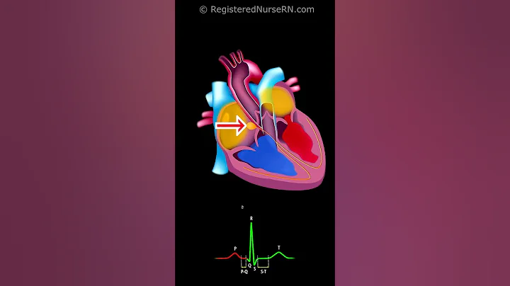 Cardiac Conduction System Electrical Signal Animation with ECG /EKG Waveform