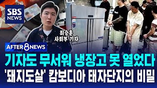 기자도 무서워 냉장고 문 못 열었다…'돼지도살' 캄보디아 태자단지의 비밀 / SBS / AFTER 8NEWS