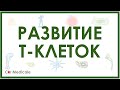 Развитие Т-клеток/Т-лимфоцитов