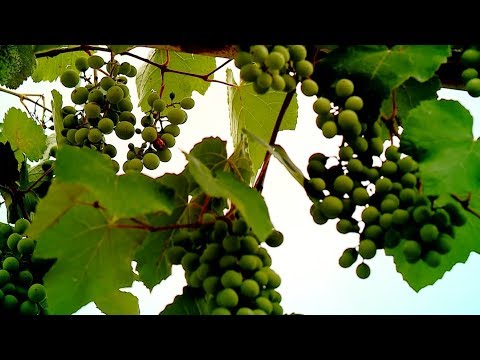 ბოლნისური ღვინის პოპულარიზაცია და ხელშეწყობა