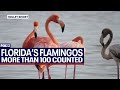 Census tracks comeback of Florida&#39;s flamingos