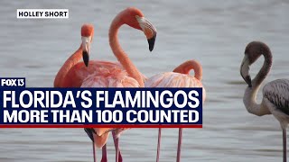 Census tracks comeback of Florida's flamingos