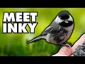 The Most Distinct Chickadee I’ve Ever Known &amp; Why