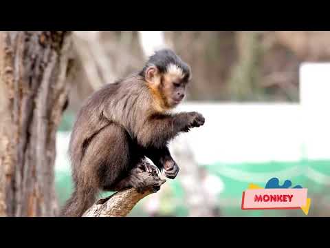 Discovering The Animal World: sea slug, flamingo, proboscis monkey - Magic Forest Animal Sounds