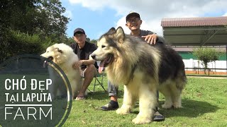 P3: Cặp Chó 'Alaska Giant' Chất Lượng tại Laputa Farm/ NhamTuatTV  Dog in Vietnam