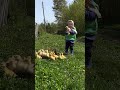 duck cute