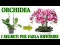 ORCHIDEA il trucco infallibile per farla rifiorire quando vuoi