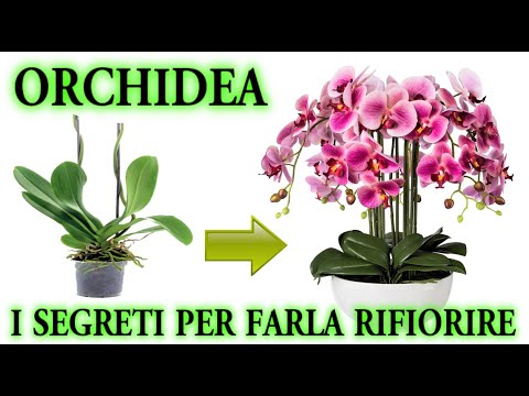 ORCHIDEA the secret to make it bloom again (with images of growth)