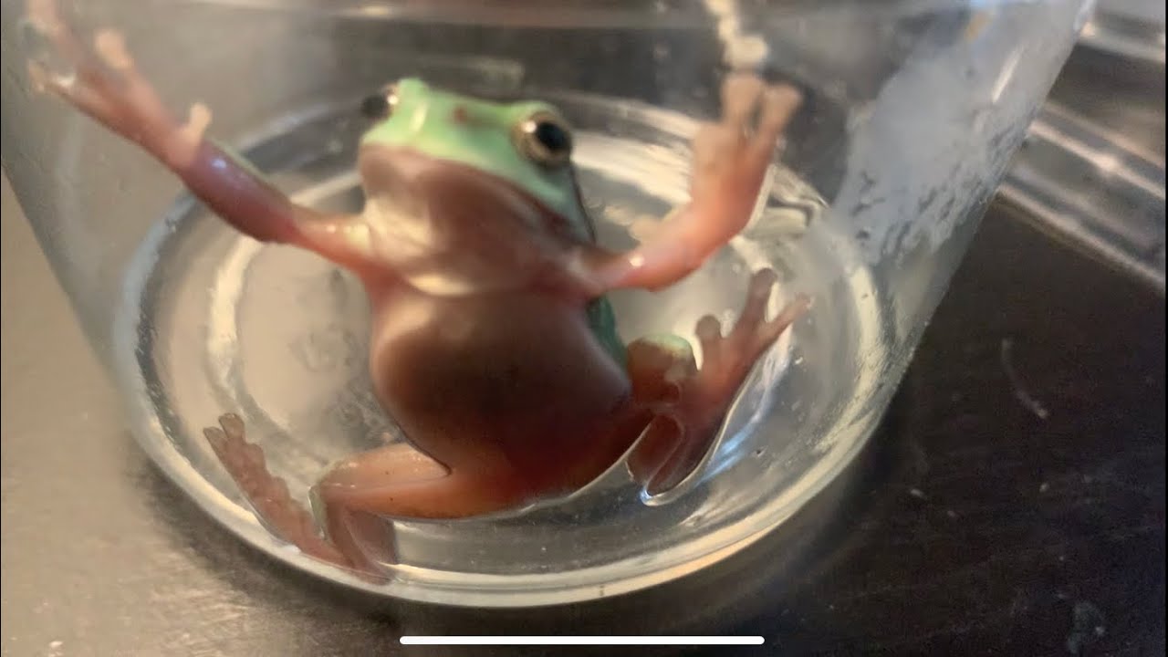 Las Vegas Reptile Expo WHAT DID I GET? & What happened to Lemon? - YouTube