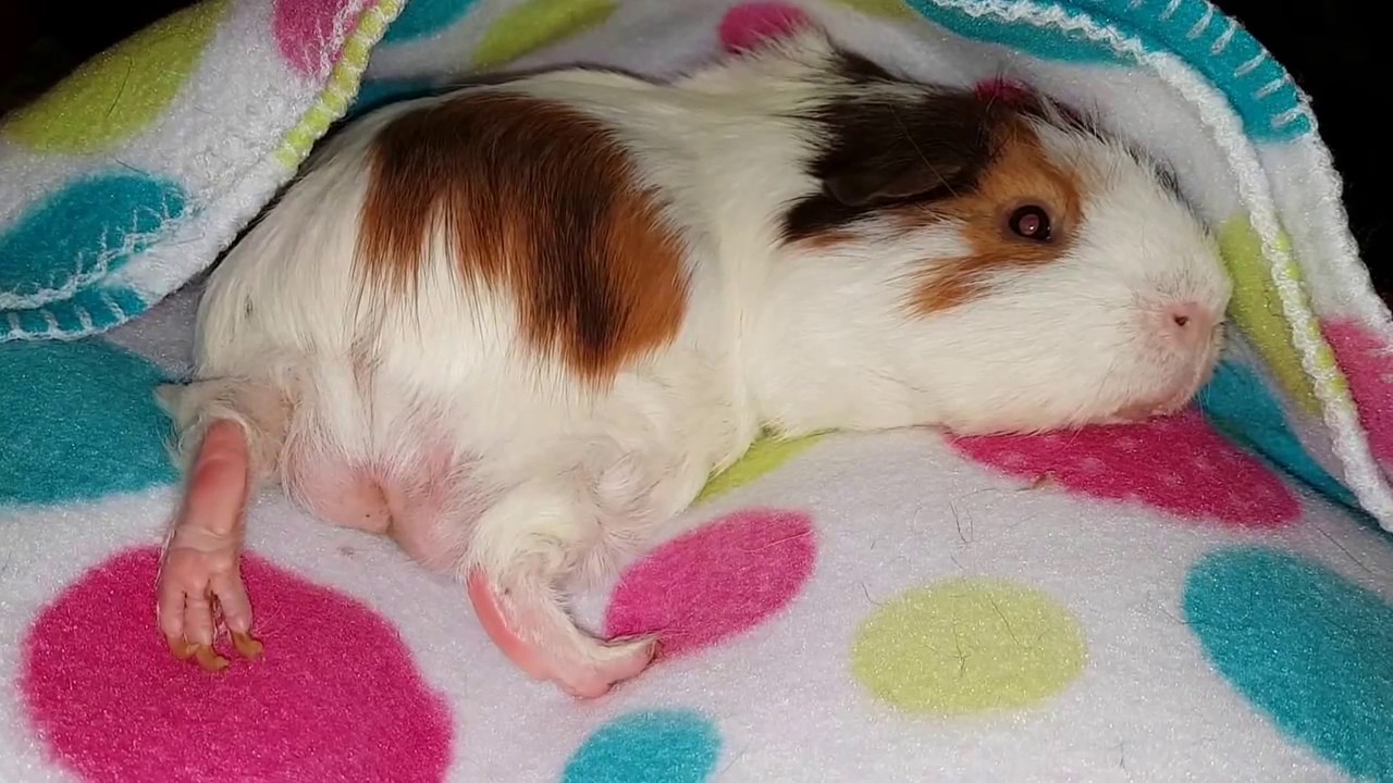 Couch time with your guinea pigs YouTube