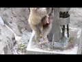 サル山:アヤメとアブラナの赤ちゃん(ニホンザル)@上野動物園 - DSCN4293