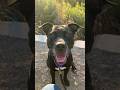 Happily adopted pibble enjoys a warm #Austin winter sunset 🌅 #atx #dogvideos #staffy #rescuedog