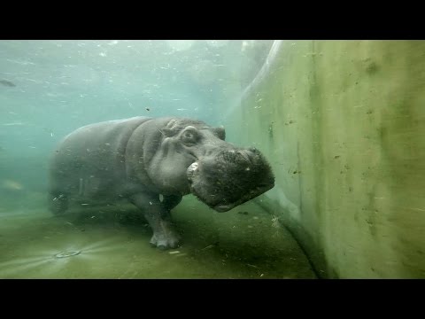 Video: Dýchajú hrochy pod vodou?