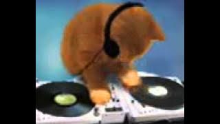 Dj ayam versi kucing