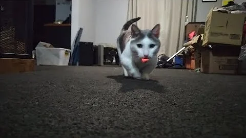 Video 2654671: munchkincat munchkins, cat munchkincat fetch, cute little munchkin cat, lovely munchkin cat, cute munchkin cat playing