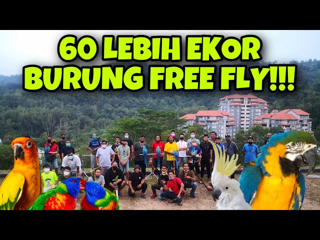 60 EKOR BURUNG KAKAKTUA FREE FLY‼️BUKIT ANTARA BANGSA LOKASI EXTREME FREE FLY‼️ class=