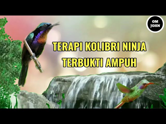 pancingan Kolibri ninja macet bunyi plus suara gemericik air, terbukti Ampuh Bro class=