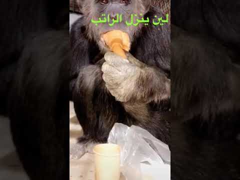 لين ينزل الراتب 