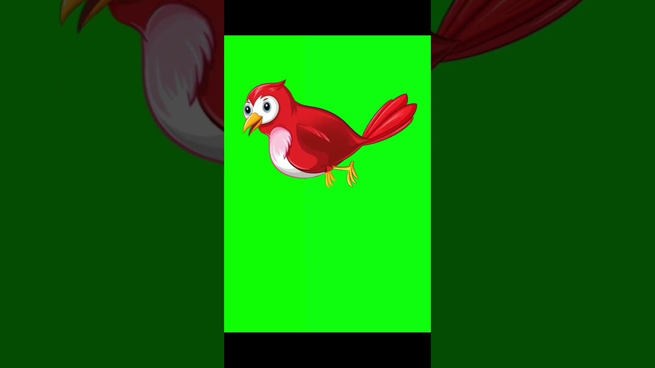 bird flying green screen 