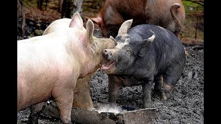 Pigs Fight Over The Food / Pig War / Try Not To Laugh screenshot 3