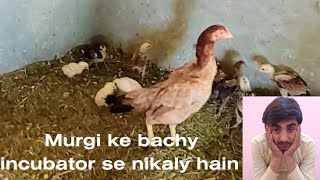 Chicks are hatched from a incubator | incubator explained by hamza. #bird #incubator