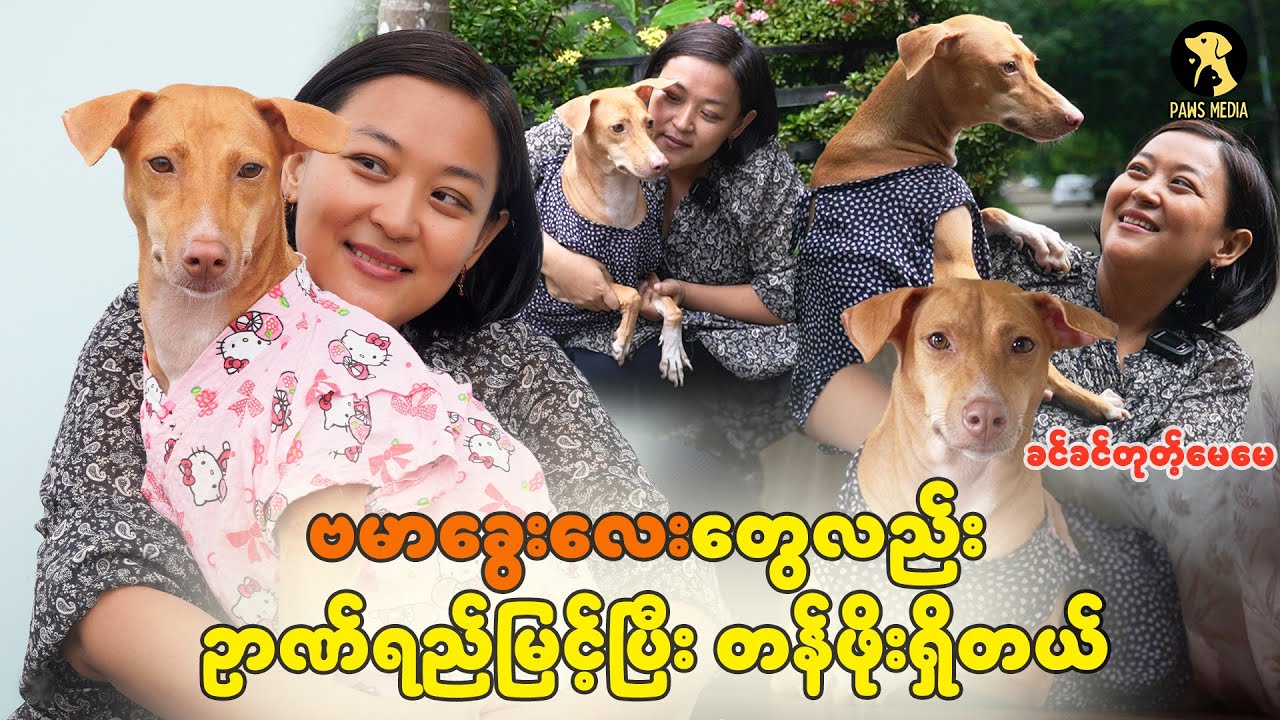 ဗမာခွေးမွေးထားတာလားဆိုပြီး လှောင်ချင်ကြတယ်