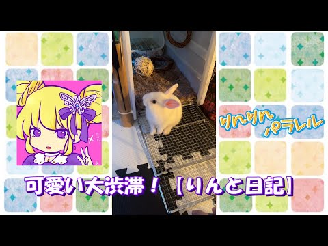 可愛い大渋滞！【りんと日記】