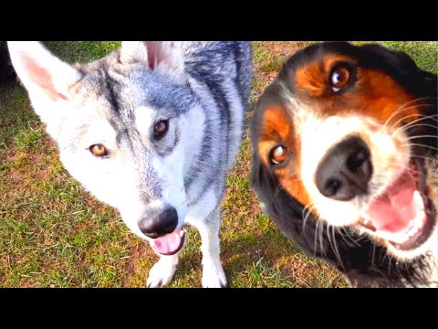 A WOLF in Freedom at the Dog Park - Walk with his Dog - LilouTV