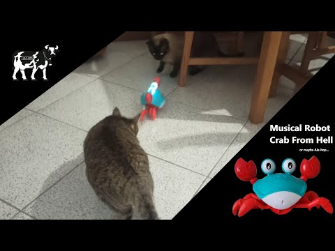 Cats Meet Musical Robot Crab From Hell (maybe Ale-hop)