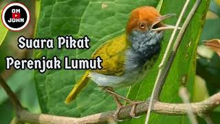 Download Lagu Suara Pikat Perenjak Lumut... Dijamin Ampuh MP3 Download Lagu Suara Pikat Perenjak Lumut... Dijamin Ampuh MP3