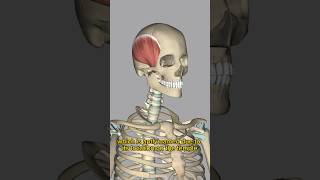 How to Fix Jaw Pain in Seconds!!