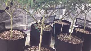 Blackberry Fire week8 day50, Dream Queen week3 day15