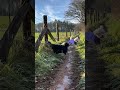 Icy Paths &amp; Dairy Cows – January Walk Teaser with Coco &amp; Frankie ❄️🐄  #CozyWinter