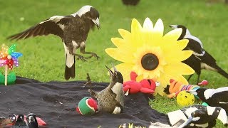 Happiest Birds in the World! Australian Magpies Playing