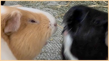 Best guinea pig noises of the wheek! (2021 Week 28)