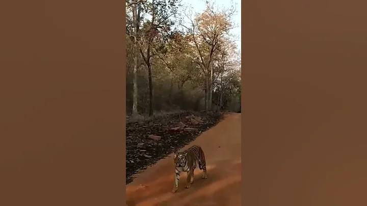 Tigress walking of Tadoba