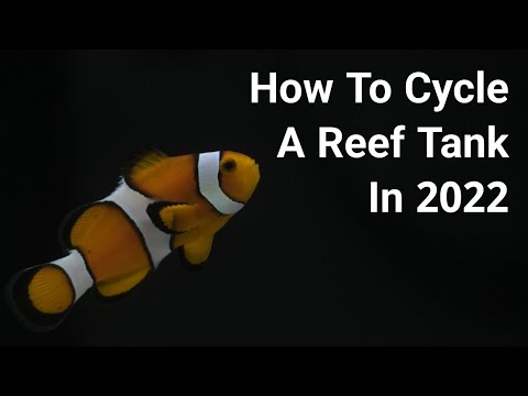 Video: Izvēloties labākās zivis, lai ciklotu jaunu sālsūdens tvertni