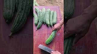 IQR 0000057 mini rotary tillage and ridging all-in one tree short view #juicyfood #food #juicy #fyp